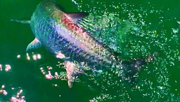 Tarpon Season Continues